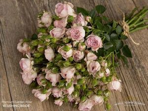 ROSE BR. BLUSHING BRIDE 50